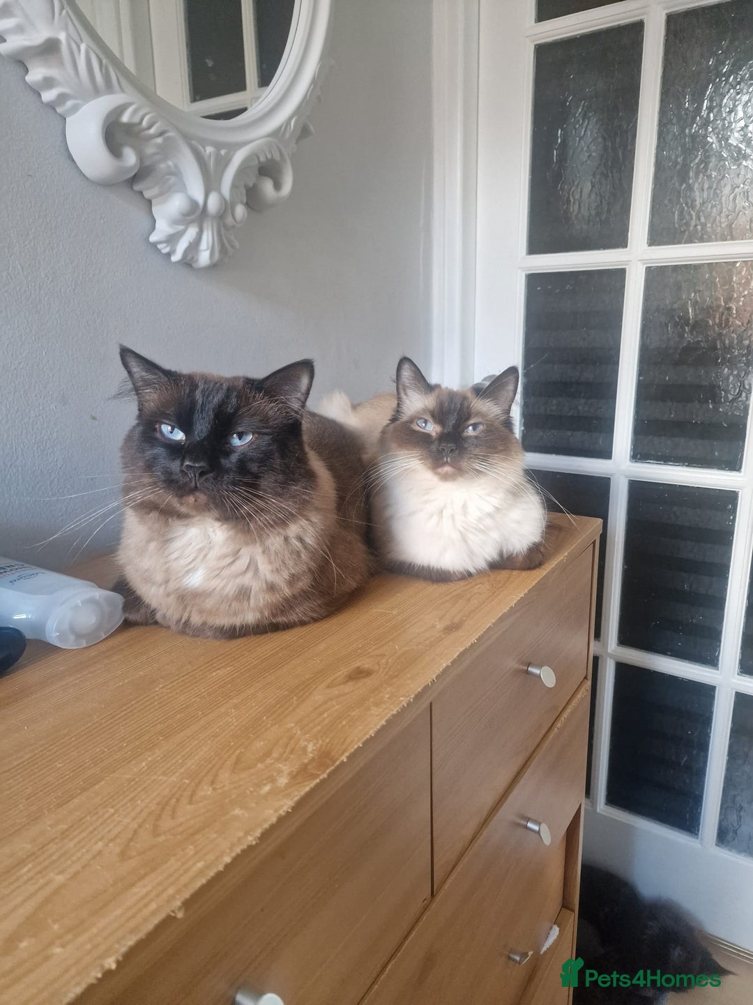 Ragdoll cats for sale: Ragdoll kitten for sale - Image 5