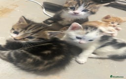 Mixed Breed cats for sale: Beautiful kittens REady this week - Image 2