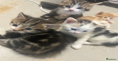 Mixed Breed cats - Advert 14