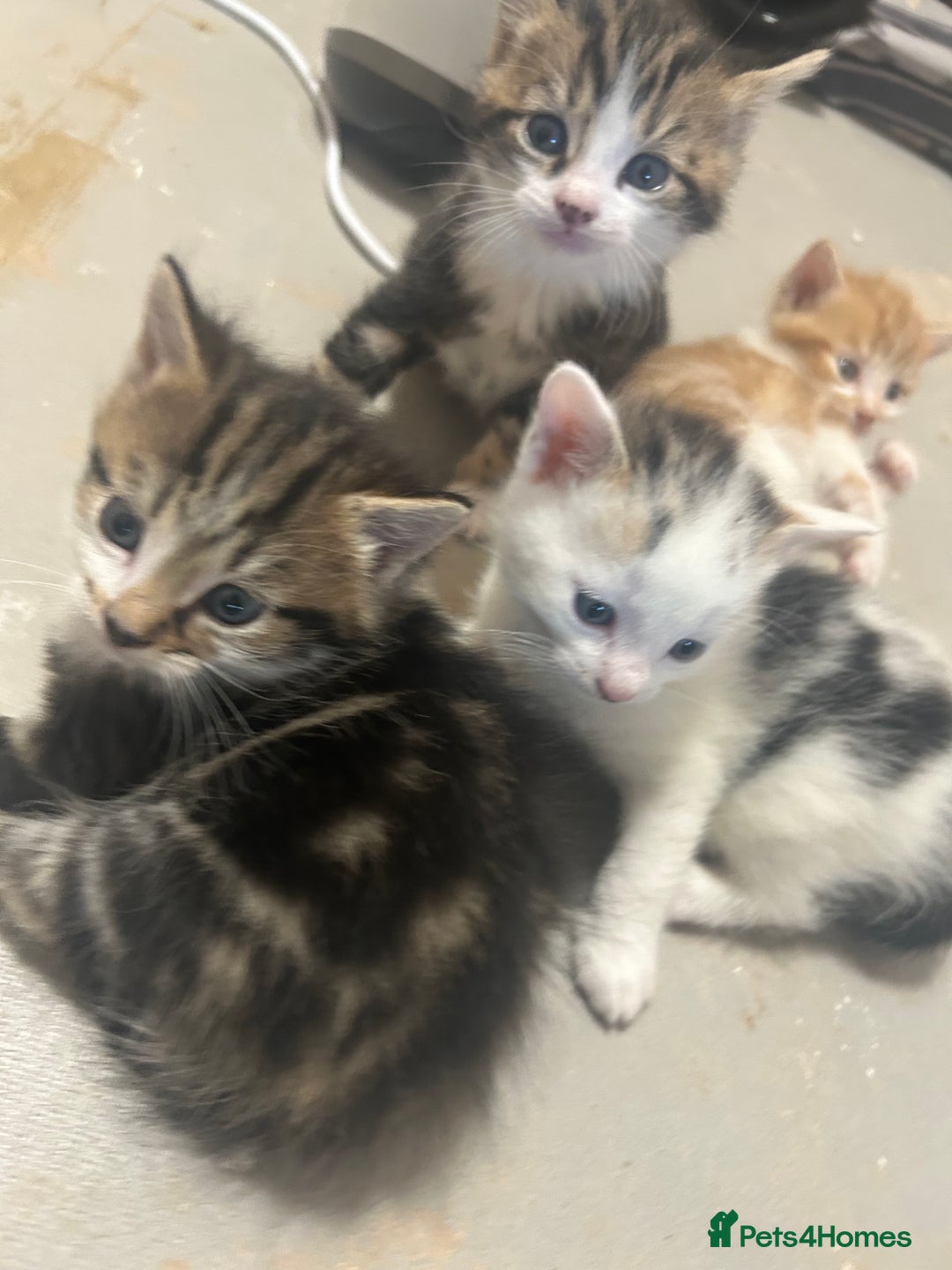 Mixed Breed cats for sale: Beautiful kittens REady this week - Image 2