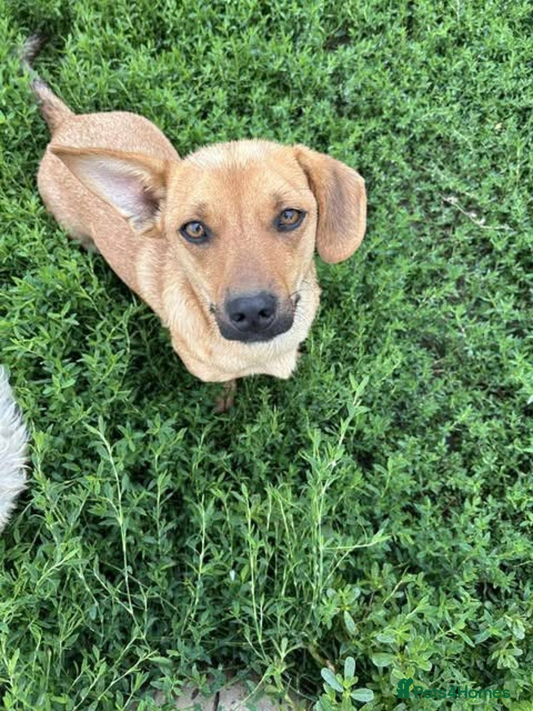 Mixed Breed dogs for adoption: Rescue boy Ethan is looking for his forever home - Advert 24