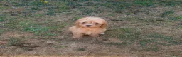 Cockapoo dogs for sale: Stunning F1B toy cockapoo puppies  - Advert 23