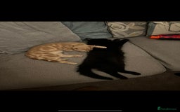 Domestic Shorthair cats for sale: Two House cats for rehome. Black and Gold Brothers - Image 3