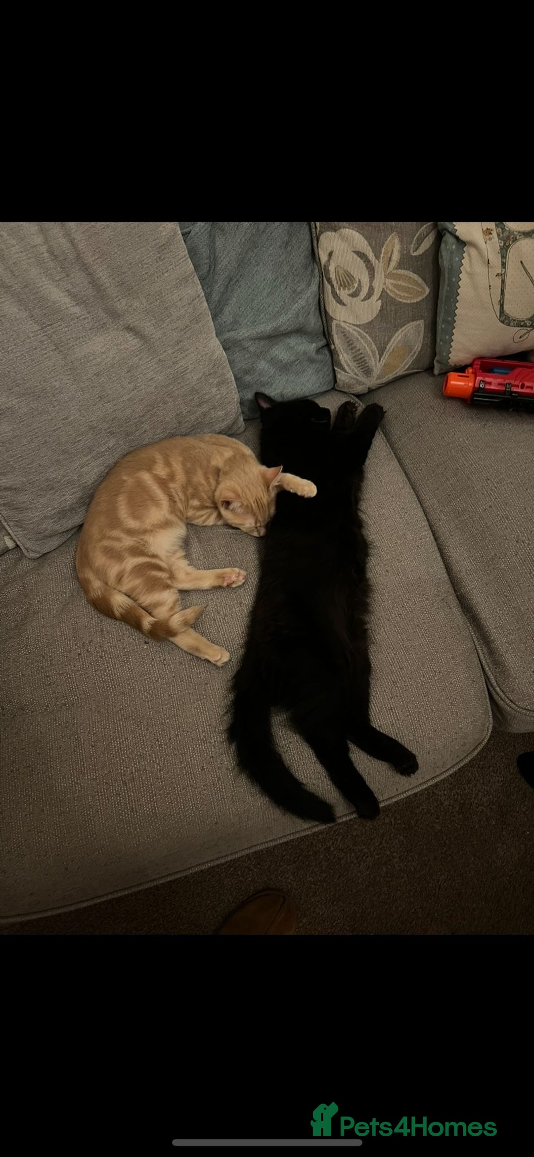 Domestic Shorthair cats for sale: Two House cats for rehome. Black and Gold Brothers - Image 3
