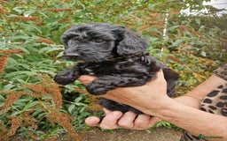 Cockapoo dogs for sale: 5 STAR FULLY DNA HEALTH TESTED F1B COCKAPOOS - Image 6