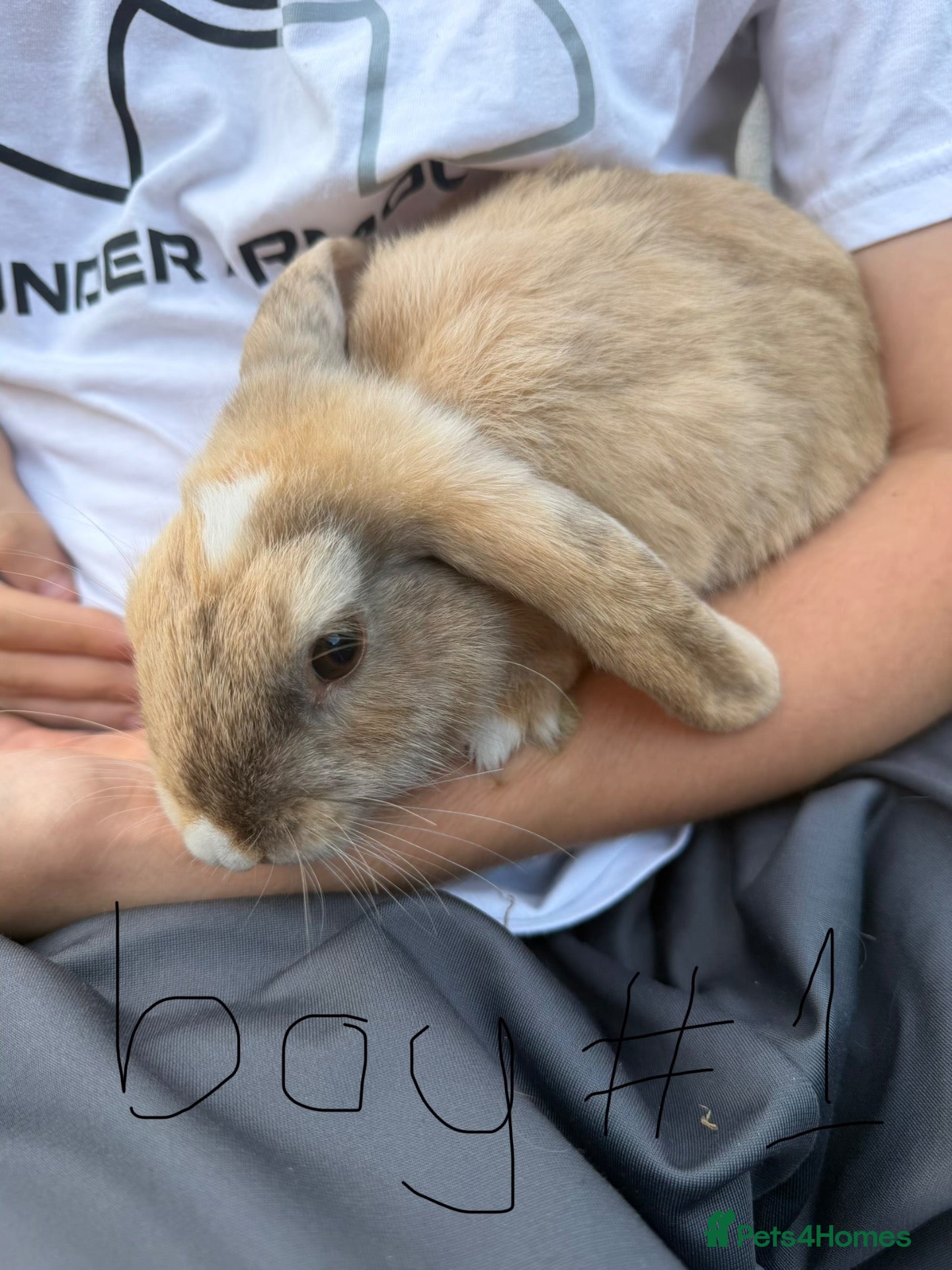Mini Lop rabbits Mini lops for sale - Advert 1