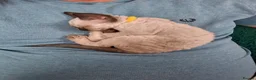 Devon Rex cats for sale: Devon rex kittens neutered  included in the price - Advert 18