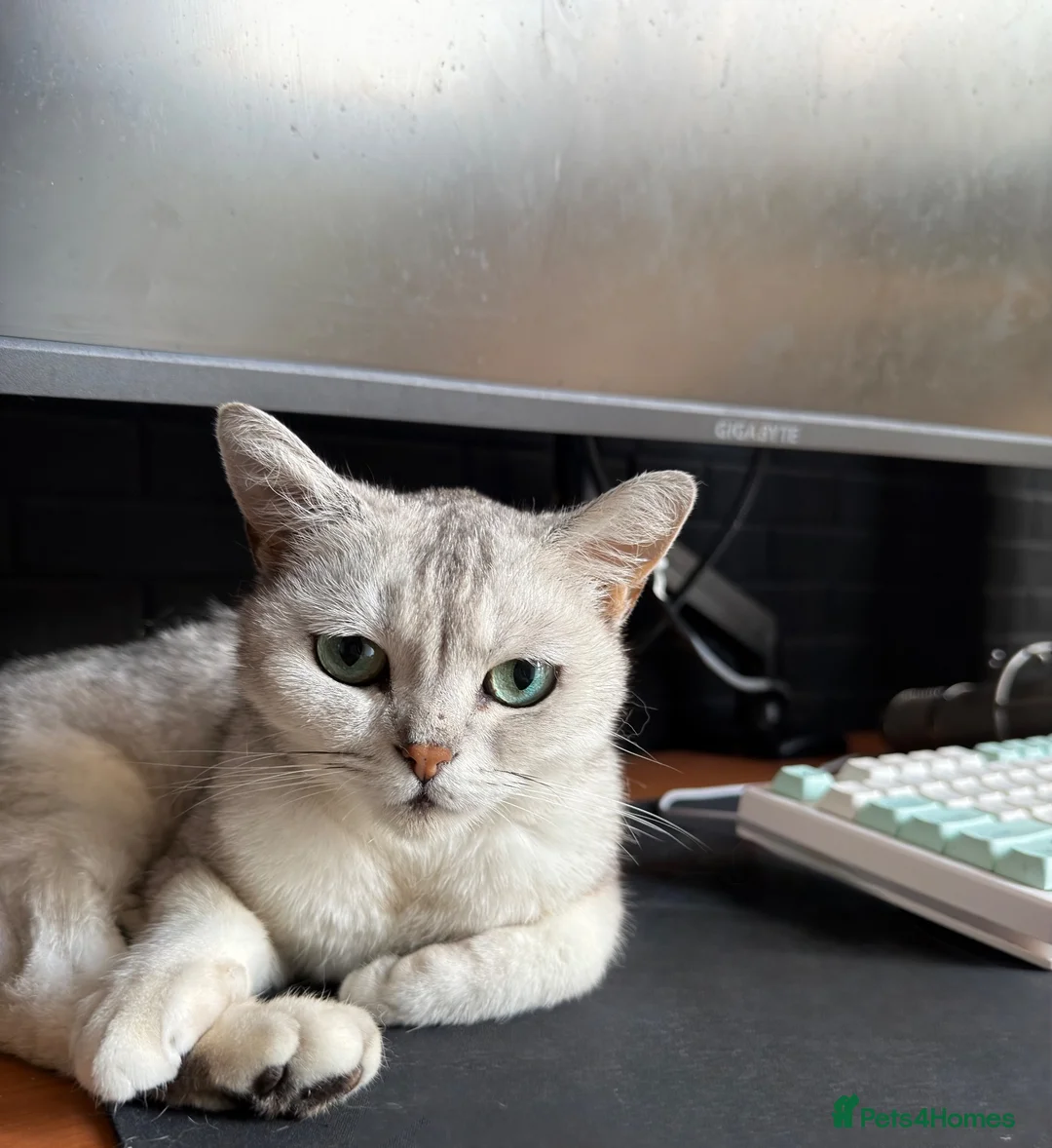 British Shorthair cats for sale: Silver British short hair  - Advert 4