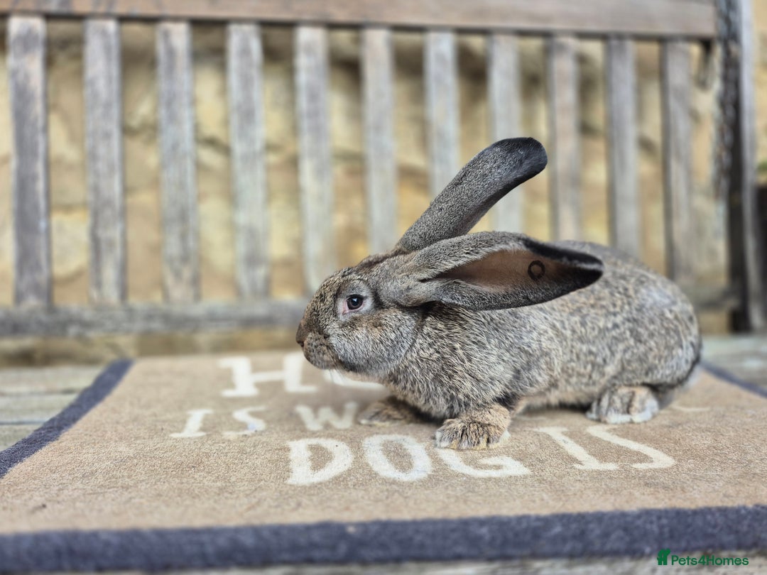 Continental Giant rabbits for sale: Pure Continental Giant Vaccinated  - Image 12