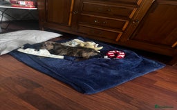 Mixed Breed dogs for sale: little girl ready for a new home  - Image 1