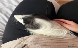 Guinea Pig rodents for sale: 2x male Guinea pigs for sale - Image 4