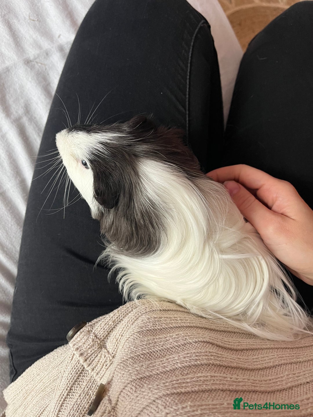 Guinea Pig rodents for sale: 2x male Guinea pigs for sale - Image 4