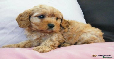 Cavapoo dogs - Advert 8
