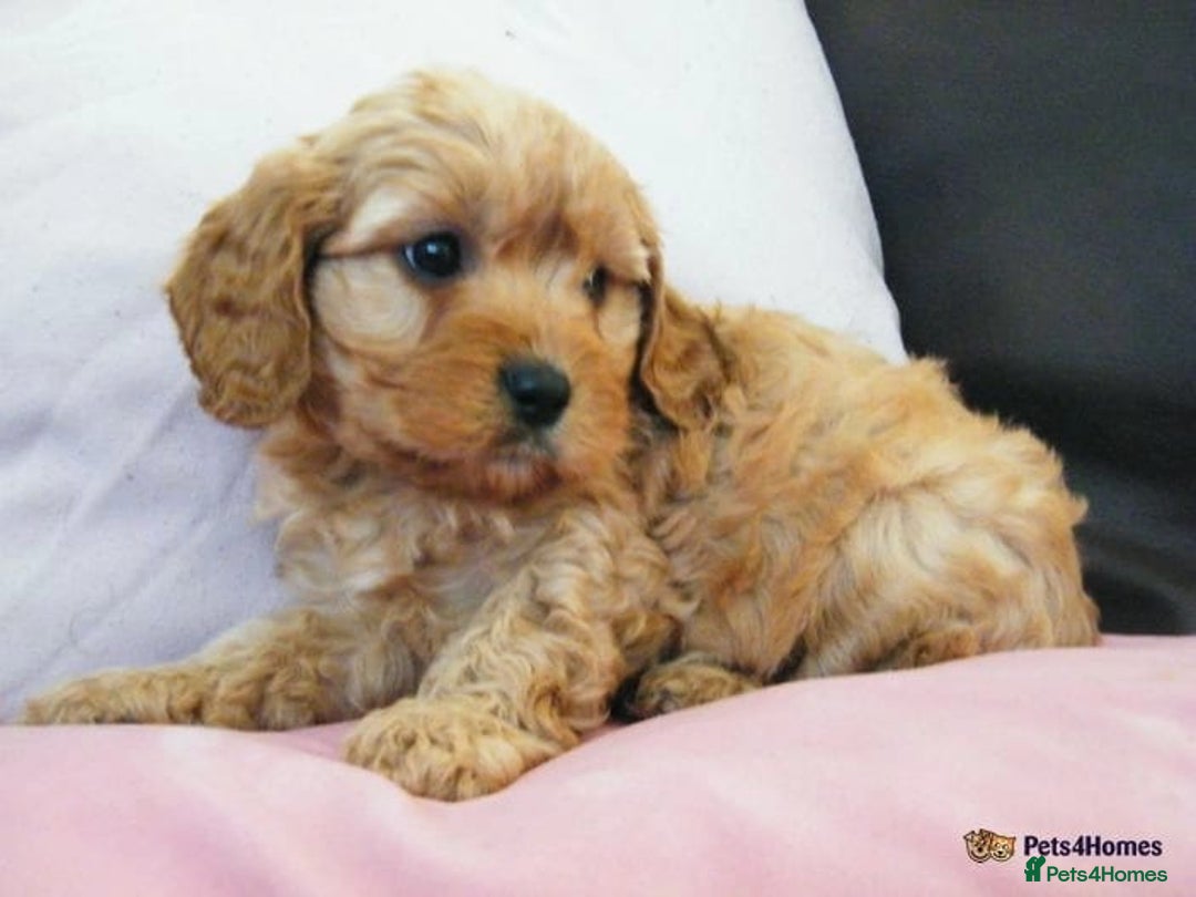 Cavapoo dogs for sale: Red F1 cavapoos Suoerb with full DNA tests - Image 3