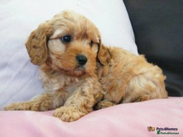 Cavapoo dogs - Advert 9