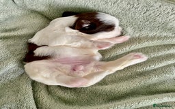 Shih Tzu dogs for sale: Adorable Imperial Shih Tzu Puppies - Image 11