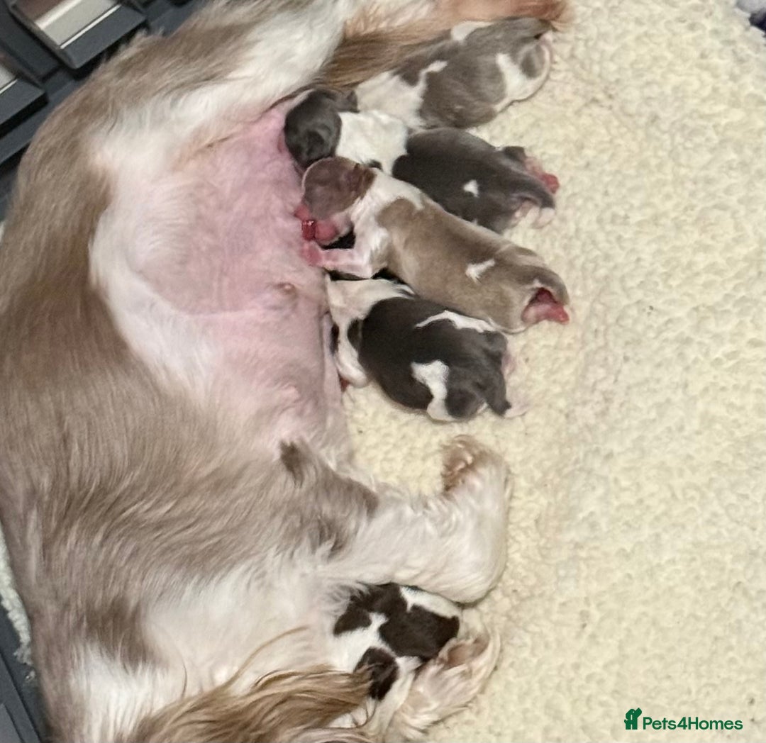 Shih Tzu dogs for sale: Imperial Shih Tzu – Last Puppy Reduced price  - Advert 3