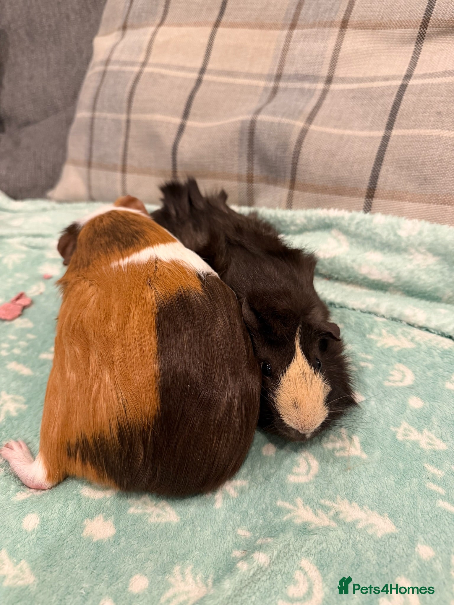 Guinea Pig rodents Rocky 1 Year Old Male Dark Brown/Blonde Guinea Pig - Advert 1