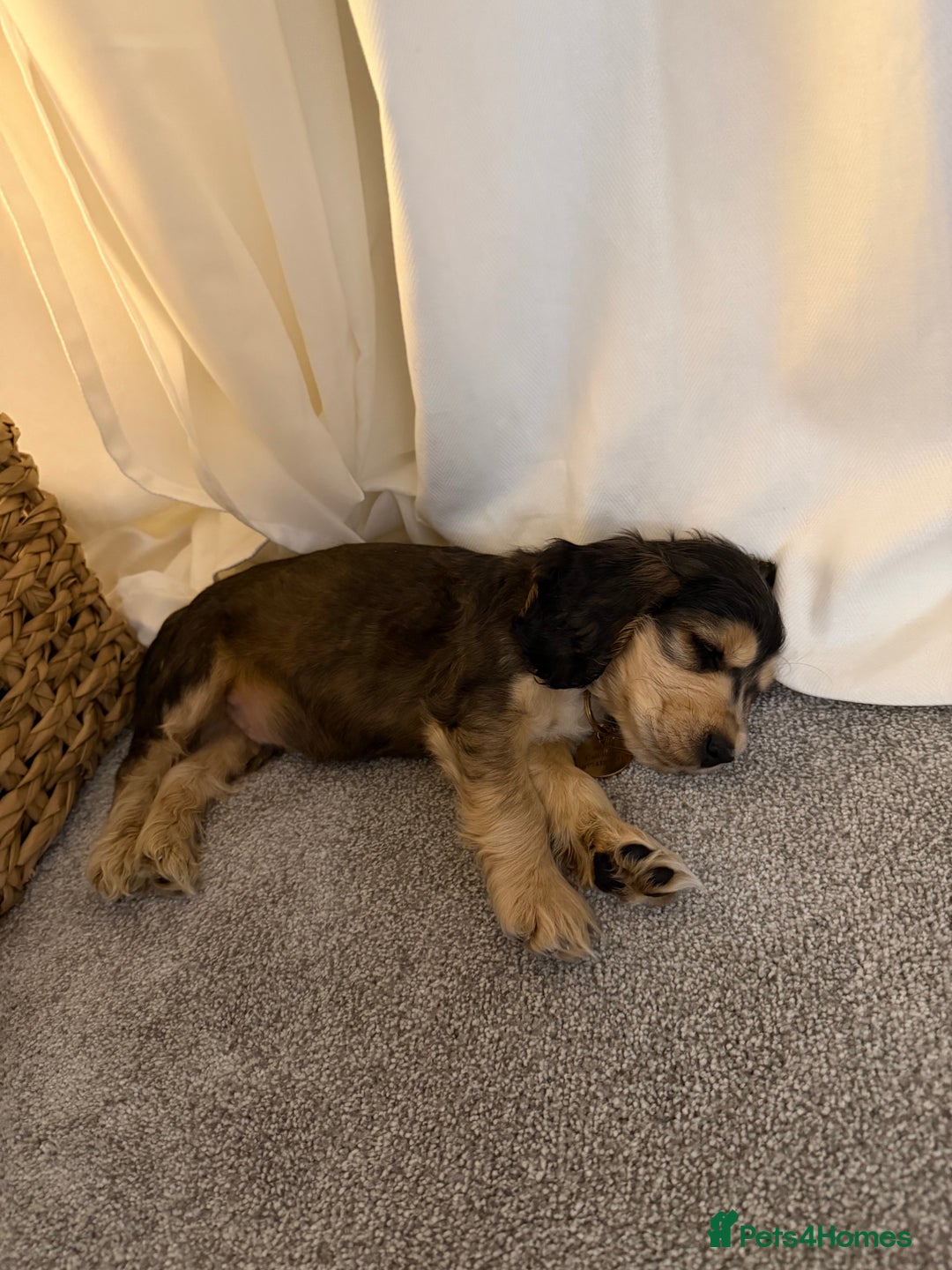 Cocker Spaniel dogs for sale: Male choc sable show type cocker spaniel  - Advert 7