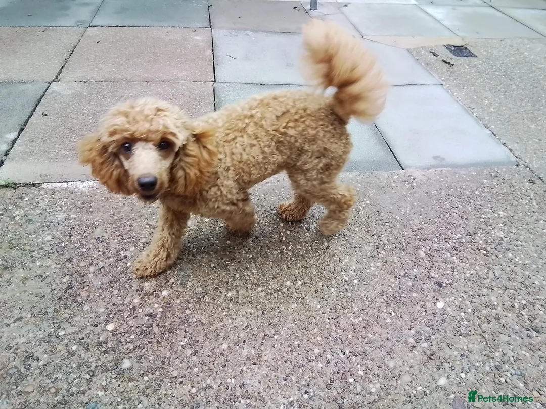 Miniature Poodle dogs for sale: Female in Burton-on-Trent - Advert 2