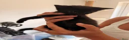 Turkish Angora cats for sale: 6 gorgeous kittens  in Buckingham - Advert 3