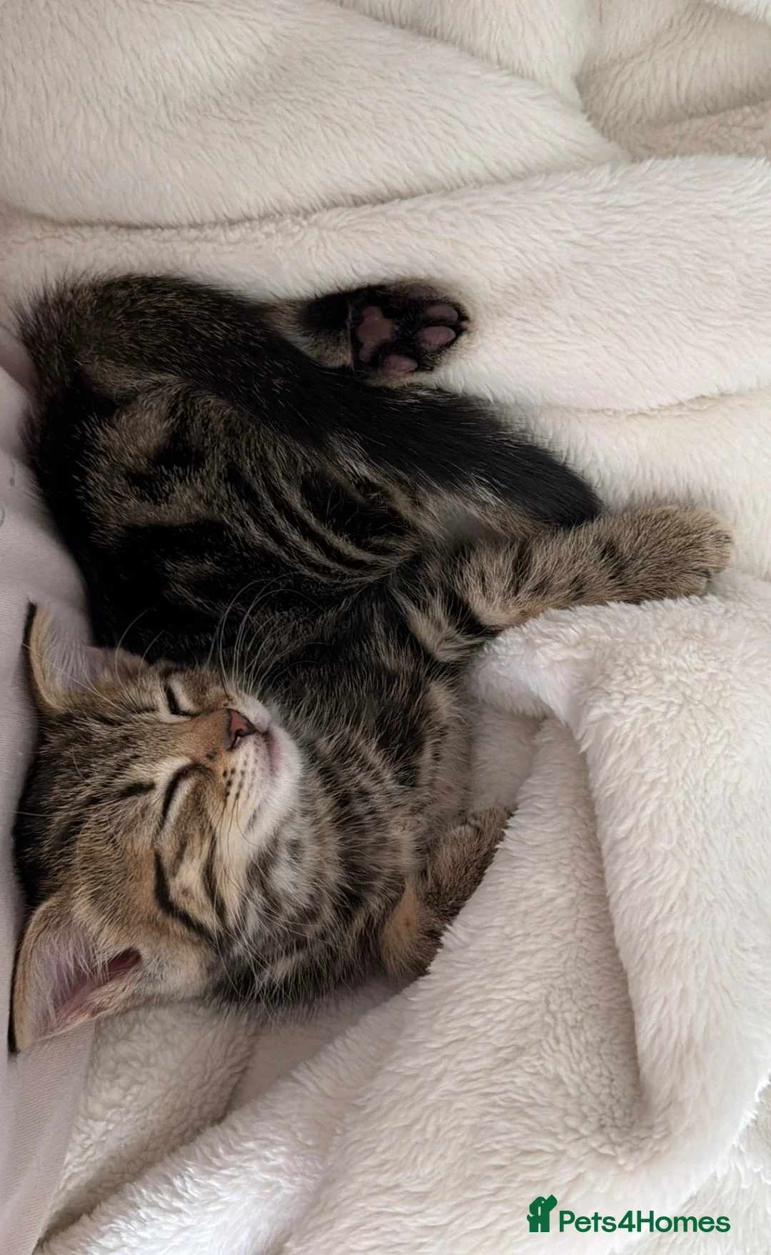 Mixed Breed cats for sale: Adorable mixed breed kitten  - Advert 1