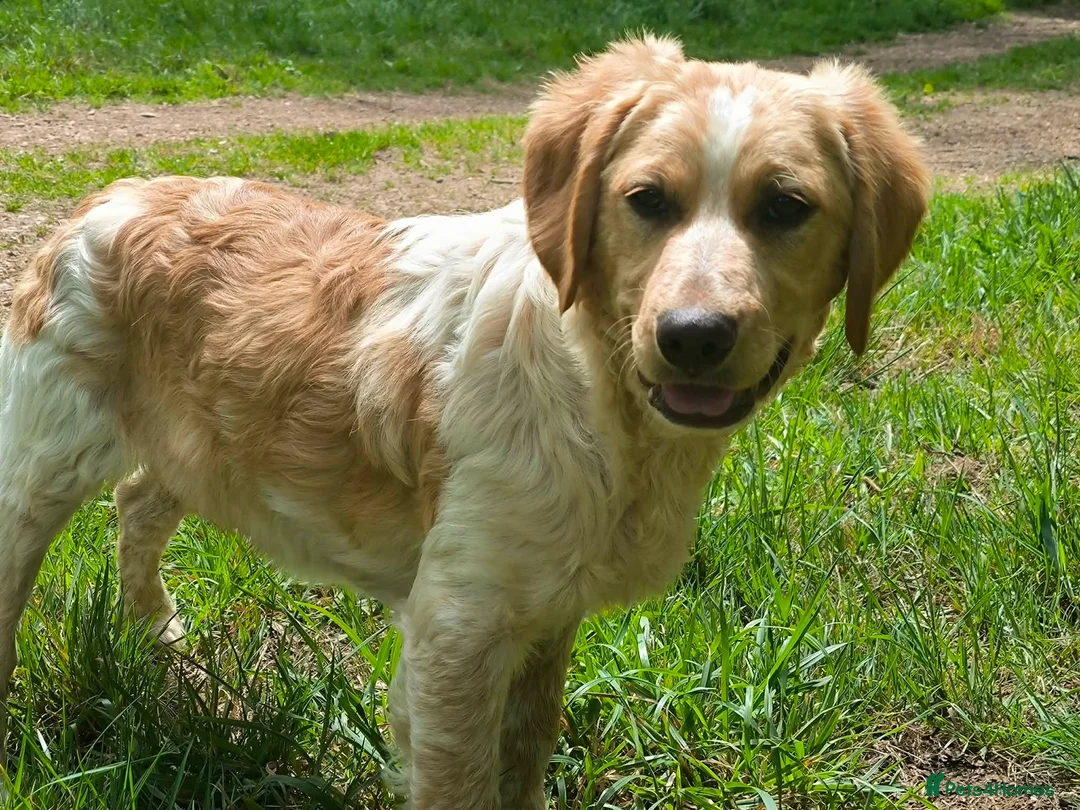Mixed Breed dogs for adoption: Ian - setter mix puppy in Alfreton - Advert 7