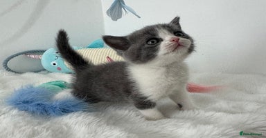 British Shorthair cats - Advert 9