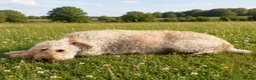 Australian Labradoodle dogs for sale: Update price and videos puppys ready 25/7 - Advert 10