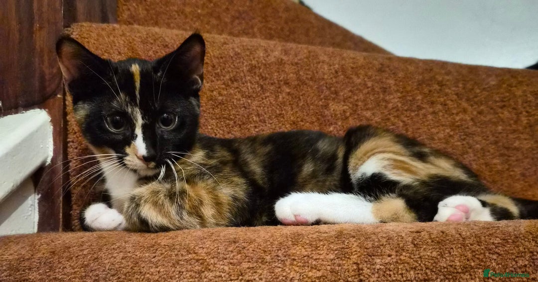 Mixed Breed cats for sale: Five Charming Kittens - Image 3