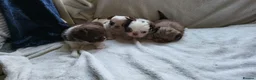 Chihuahua dogs for sale: Beautiful long haired chihuahua puppies - Advert 19