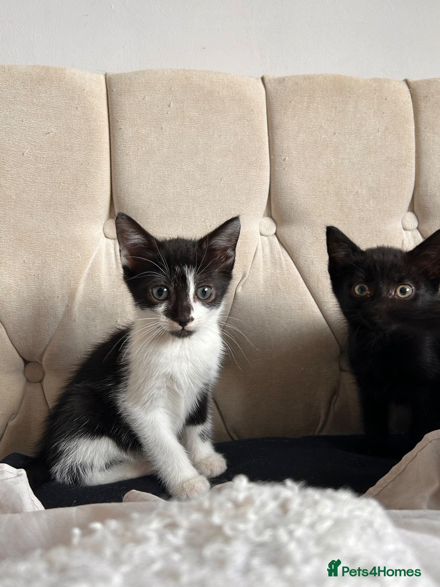 Mixed Breed cats half maine coon kittens🤍 - Advert 1