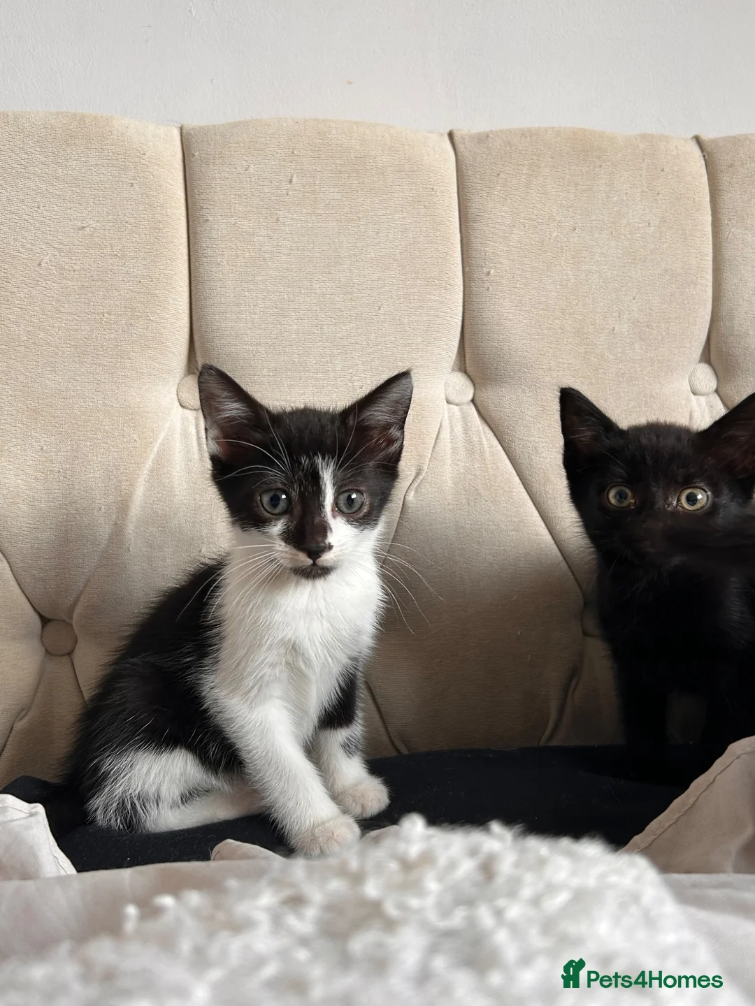 Mixed Breed cats for sale: half maine coon kittens🤍 - Advert 1