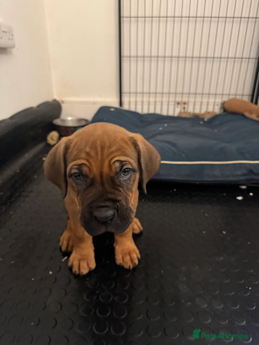 Cane Corso dogs for sale: Ready to go Thursday 2boys 1girl cane Corso pups - Advert 2