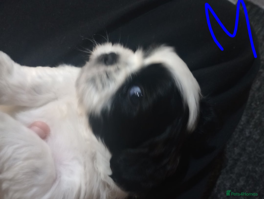 Shih Tzu dogs for sale: Adorable shih-tzu puppies - Advert 24