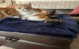 Exotic cats for sale: Paloma is an exotic with a longer nose - Image 2