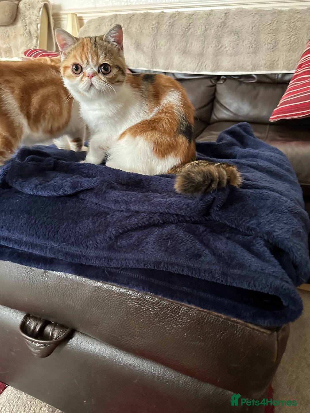 Exotic cats for sale: Paloma is an exotic with a longer nose - Image 2