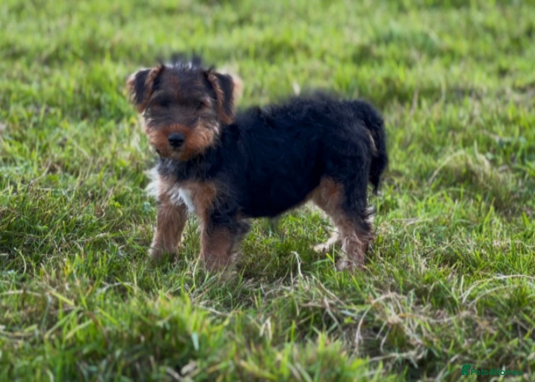 Welsh Terrier dogs for sale: WELSH TERRIER BOY PUPPY - Image 10