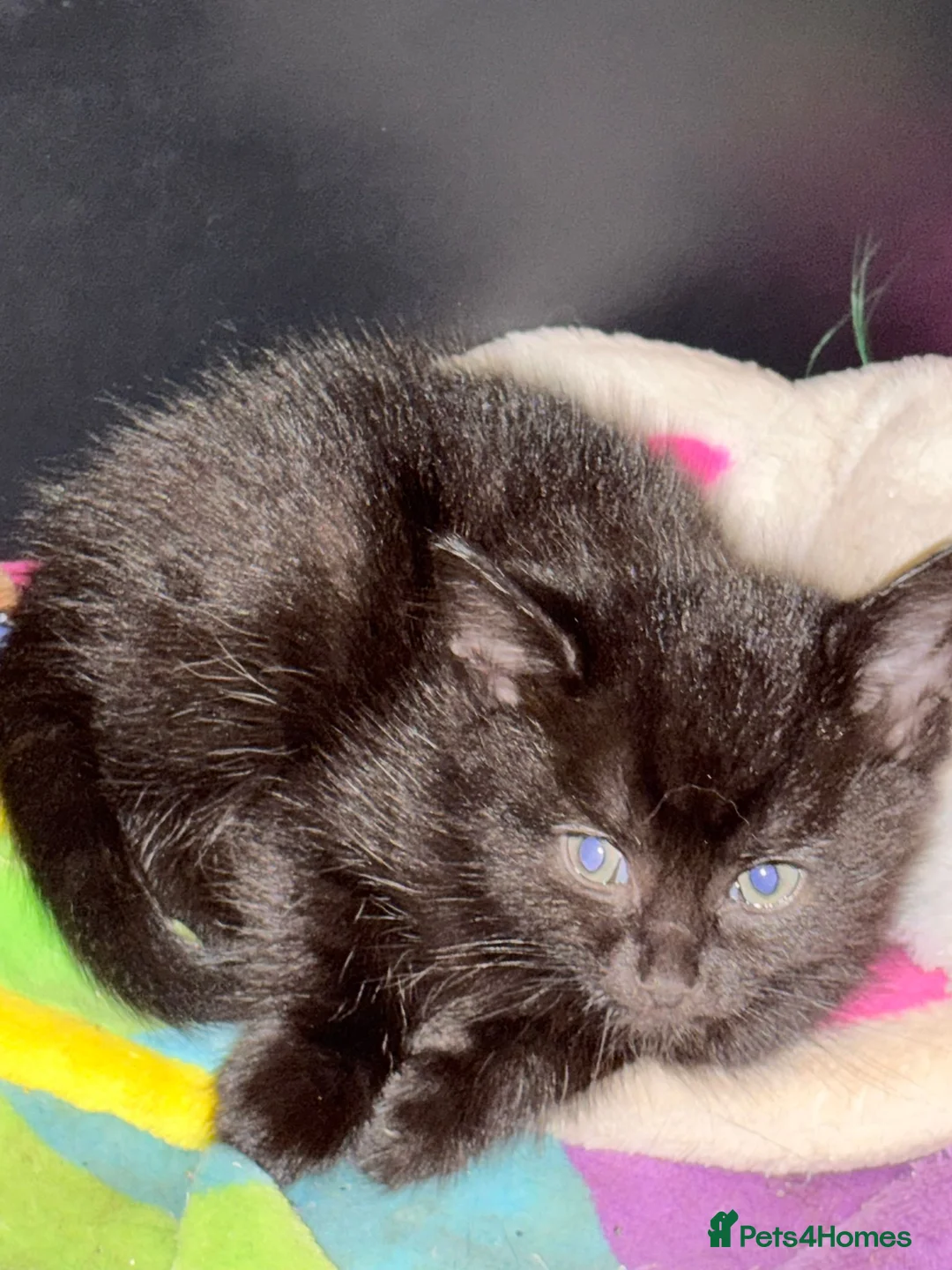 Mixed Breed cats for sale: Beautiful kittens in Brierley Hill - Advert 2