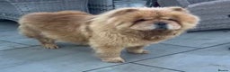 Chow Chow dogs for sale: Chow chow female looking new home - Advert 1