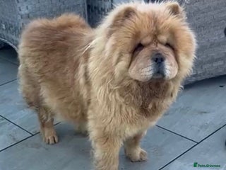 Chow Chow dogs Chow chow female looking new home - Advert 1