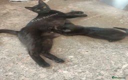 Bombay cats for sale: 10 week old, female kitten  - Image 5