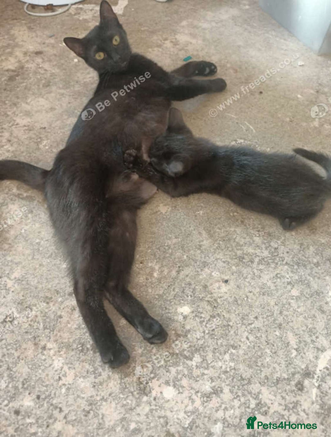 Bombay cats for sale: 10 week old, female kitten  - Image 5