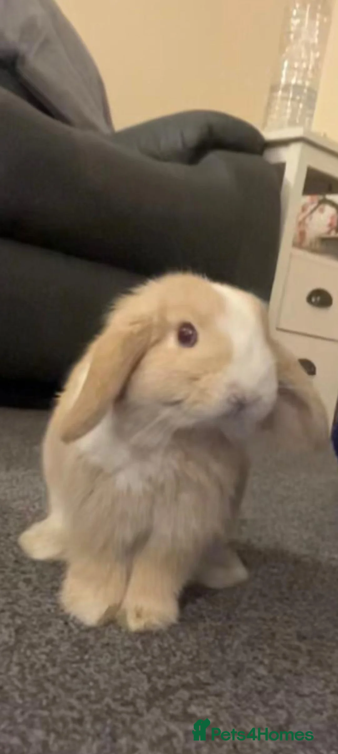Mini Lion Lop rabbits for sale: Lola. - Advert 2
