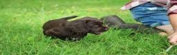 Cocker Spaniel dogs for sale: KC Reg Working Cocker Spaniels  - Advert 19