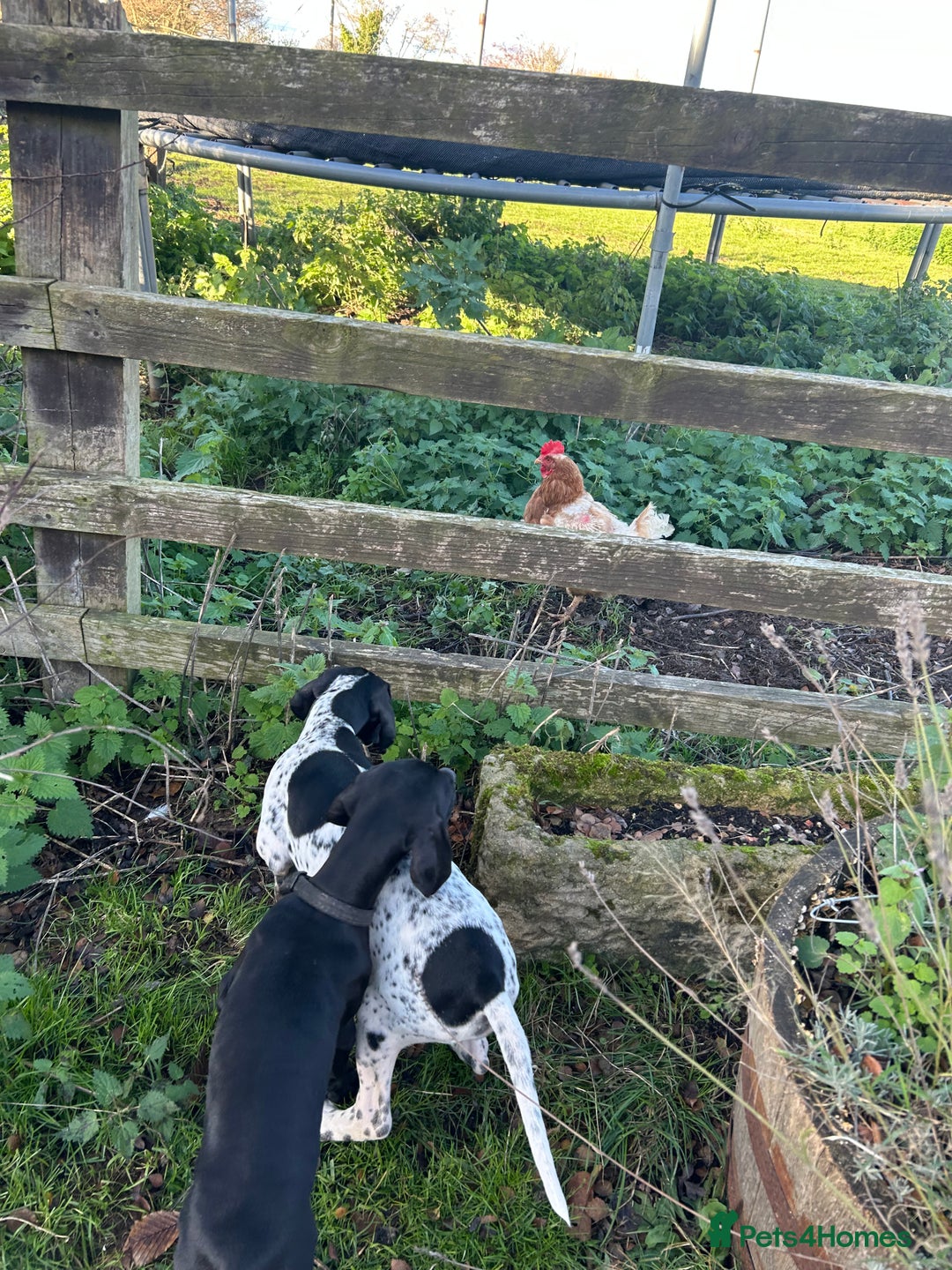 Pointer dogs for sale:  Black bitch available. - Advert 5