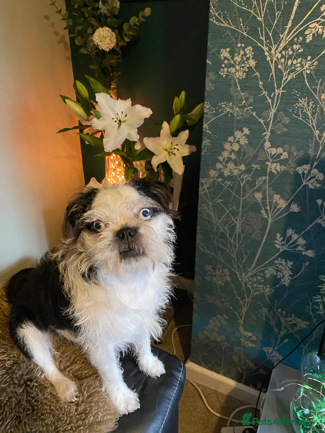 Pugapoo dogs for sale: Panda Pugapoo  in Rotherham - Advert 1