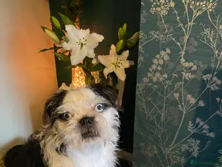 Pugapoo dogs Panda Pugapoo in Rotherham - Advert 2