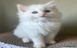 Ragdoll cats for sale: Cream point boy ready now in Lincoln - Image 6