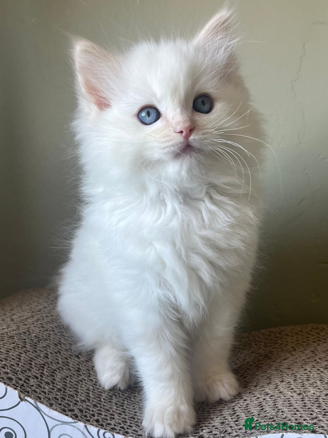 Ragdoll cats for sale: Cream point boy ready now in Lincoln - Image 6